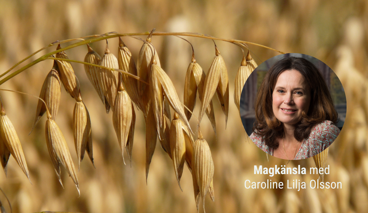 Från probiotika till postbiotika