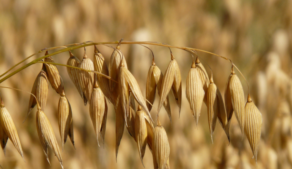 5 anledningar till varför havre är bra för vår tarmhälsa
