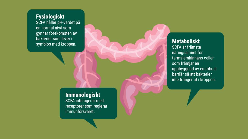 sammanfattning av de kortkedjiga fettsyrorna